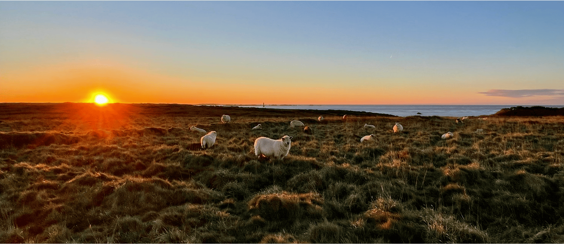 ouessant moutons (1).png